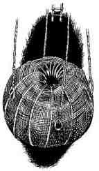 Академик Вокс - i_037.jpg