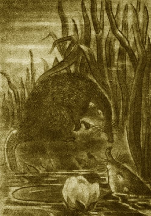 Выхухоль - i_002.jpg