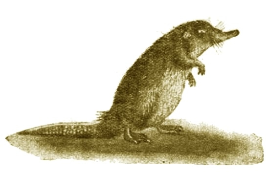 Выхухоль - i_003.jpg