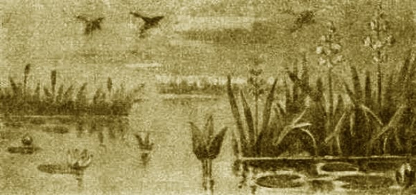 Выхухоль - i_006.jpg