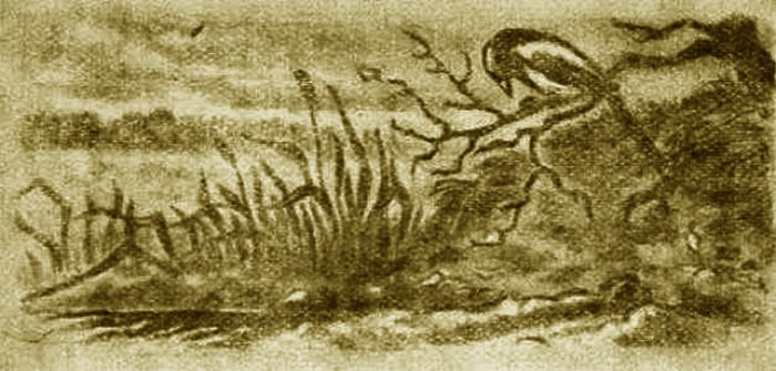 Выхухоль - i_008.jpg