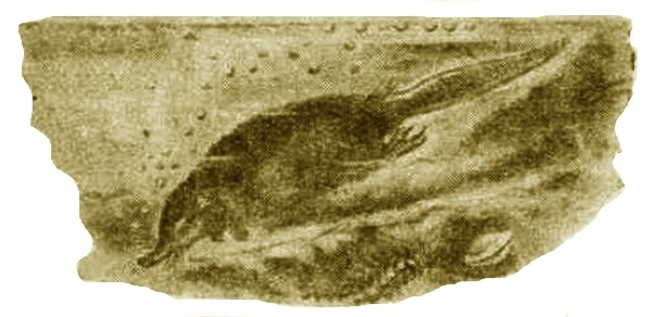 Выхухоль - i_009.jpg