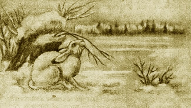 Выхухоль - i_010.jpg