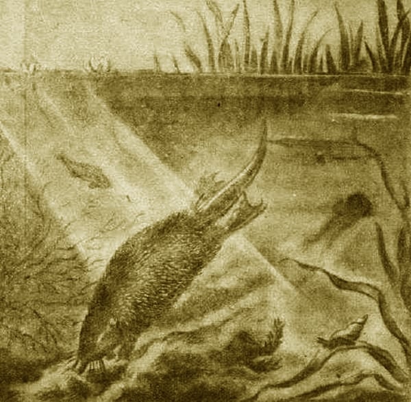 Выхухоль - i_011.jpg