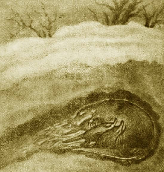 Выхухоль - i_012.jpg