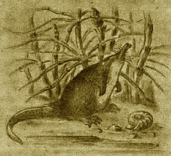 Выхухоль - i_014.jpg