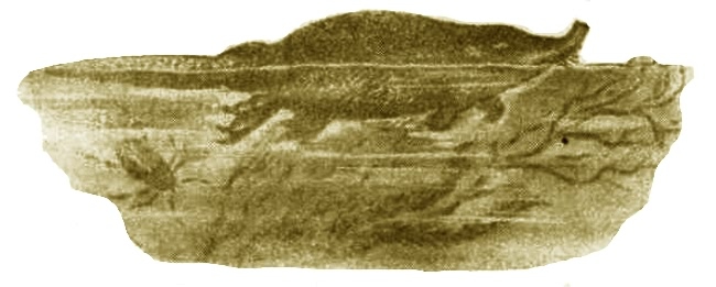 Выхухоль - i_016.jpg