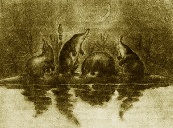 Выхухоль - i_023.jpg