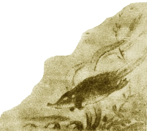 Выхухоль - i_024.jpg