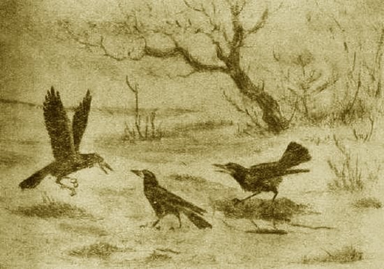 Грач. Галка. Сорока - i_001.jpg