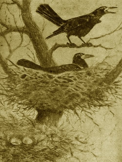 Грач. Галка. Сорока - i_002.jpg