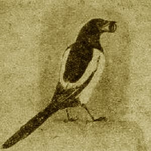 Грач. Галка. Сорока - i_009.jpg