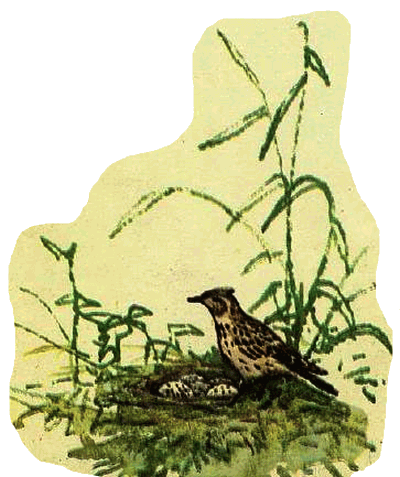 Домик на берёзе - i_008.png