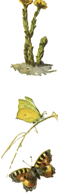 Домик на берёзе - i_014.png