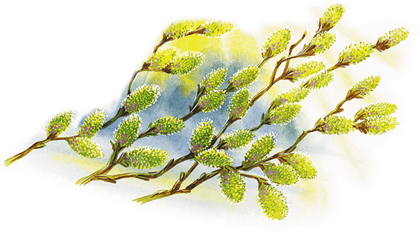 Лесной голосок (сборник) - i_008.png