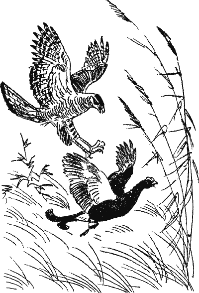 Лесной прадедушка (Рассказы о родной природе) - i_017.png