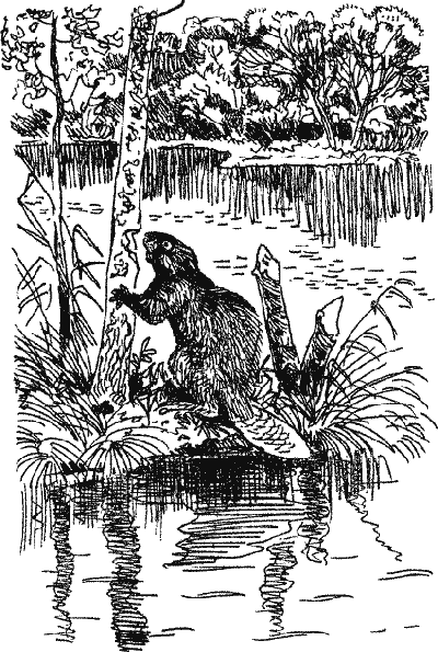 Лесной прадедушка (Рассказы о родной природе) - i_023.png