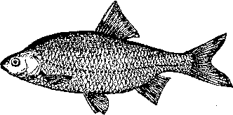 Записки об уженье рыбы - i_008.png