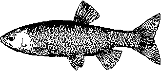 Записки об уженье рыбы - i_011.png