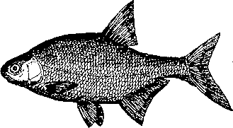 Записки об уженье рыбы - i_012.png