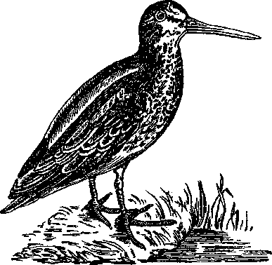 Том 5. Записки ружейного охотника - i_003.png