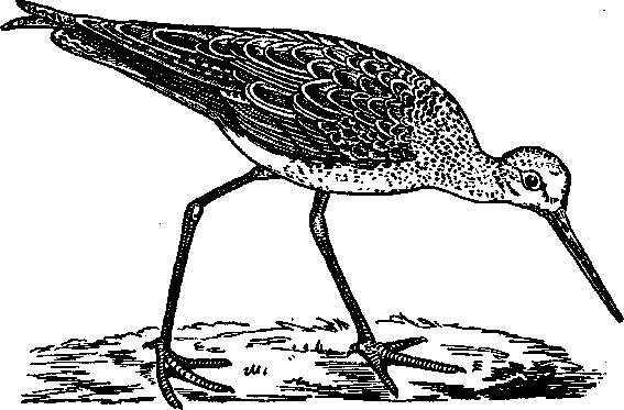 Том 5. Записки ружейного охотника - i_008.png