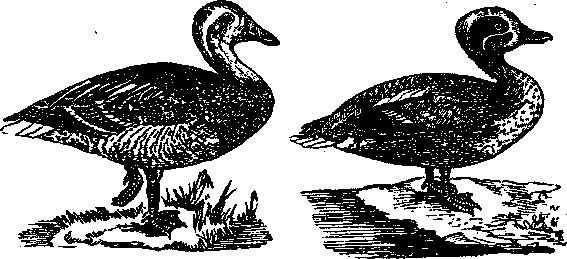 Том 5. Записки ружейного охотника - i_024.png