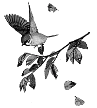 Волчьи песни - _064.png