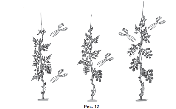Ваш огород. Самое понятное руководство в иллюстрациях - i_014.png