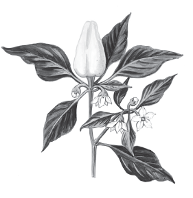 Ваш огород. Самое понятное руководство в иллюстрациях - i_015.png