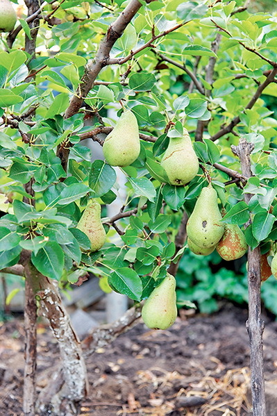 Дача мечты от Галины Кизимы. От планировки до первого урожая. Самоучитель для начинающих садоводов и огородников - i_015.jpg