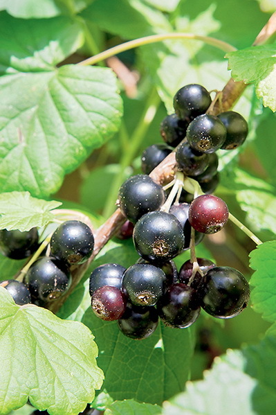 Дача мечты от Галины Кизимы. От планировки до первого урожая. Самоучитель для начинающих садоводов и огородников - i_016.jpg