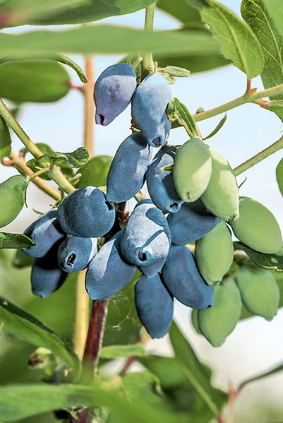Дача мечты от Галины Кизимы. От планировки до первого урожая. Самоучитель для начинающих садоводов и огородников - i_018.jpg