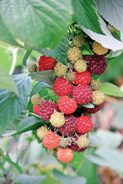 Дача мечты от Галины Кизимы. От планировки до первого урожая. Самоучитель для начинающих садоводов и огородников - i_019.jpg