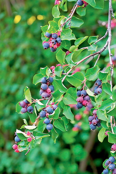 Дача мечты от Галины Кизимы. От планировки до первого урожая. Самоучитель для начинающих садоводов и огородников - i_025.jpg