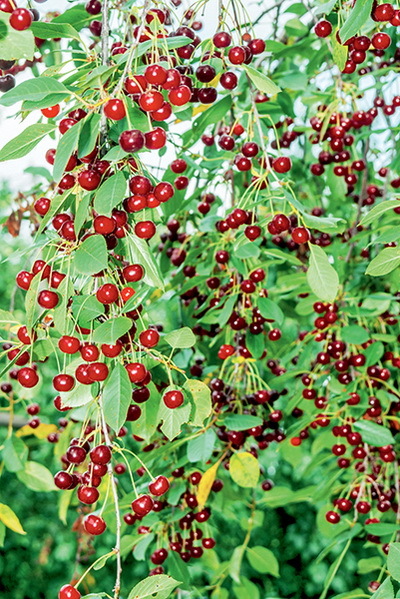 Дача мечты от Галины Кизимы. От планировки до первого урожая. Самоучитель для начинающих садоводов и огородников - i_027.jpg