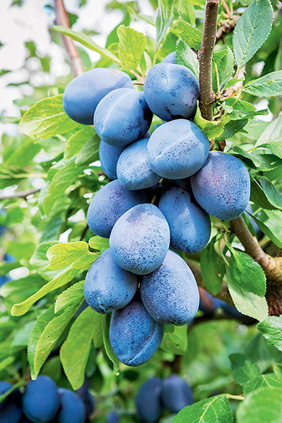 Дача мечты от Галины Кизимы. От планировки до первого урожая. Самоучитель для начинающих садоводов и огородников - i_028.jpg