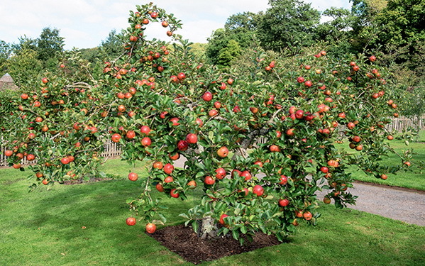 Дача мечты от Галины Кизимы. От планировки до первого урожая. Самоучитель для начинающих садоводов и огородников - i_029.jpg