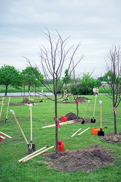 Дача мечты от Галины Кизимы. От планировки до первого урожая. Самоучитель для начинающих садоводов и огородников - i_030.jpg