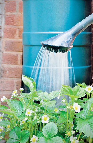 Дача мечты от Галины Кизимы. От планировки до первого урожая. Самоучитель для начинающих садоводов и огородников - i_035.jpg