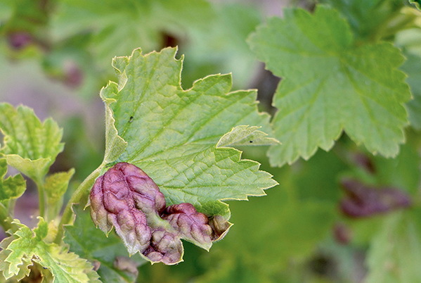 Дача мечты от Галины Кизимы. От планировки до первого урожая. Самоучитель для начинающих садоводов и огородников - i_044.jpg