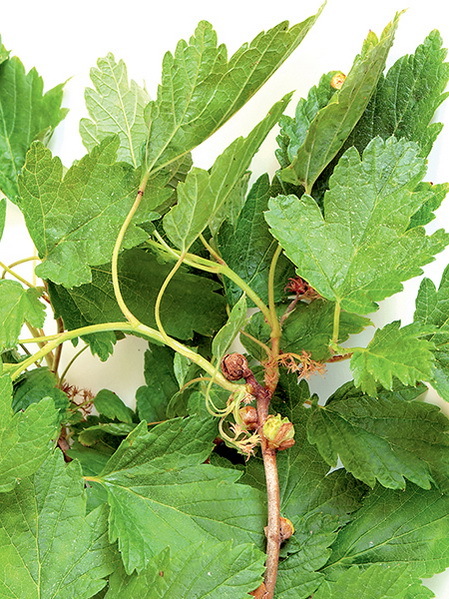 Дача мечты от Галины Кизимы. От планировки до первого урожая. Самоучитель для начинающих садоводов и огородников - i_045.jpg