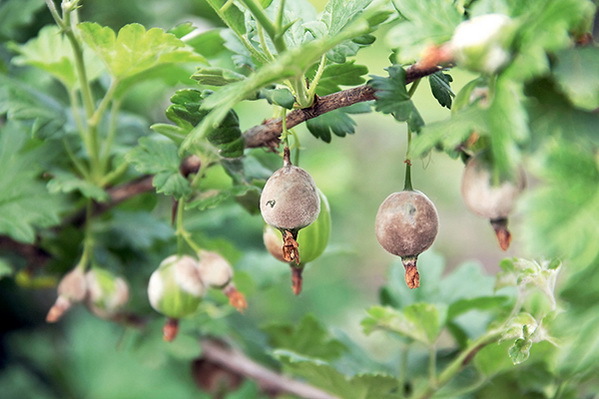 Дача мечты от Галины Кизимы. От планировки до первого урожая. Самоучитель для начинающих садоводов и огородников - i_046.jpg