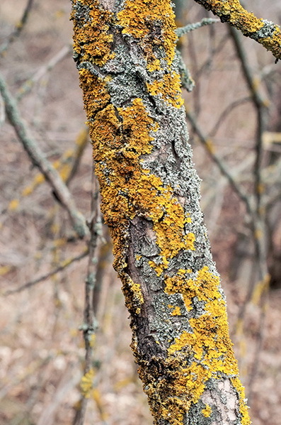 Дача мечты от Галины Кизимы. От планировки до первого урожая. Самоучитель для начинающих садоводов и огородников - i_048.jpg