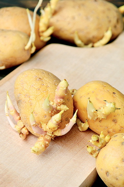 Дача мечты от Галины Кизимы. От планировки до первого урожая. Самоучитель для начинающих садоводов и огородников - i_054.jpg