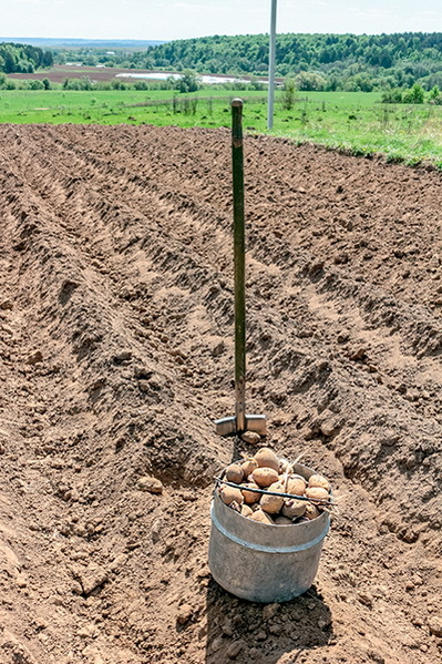 Дача мечты от Галины Кизимы. От планировки до первого урожая. Самоучитель для начинающих садоводов и огородников - i_055.jpg