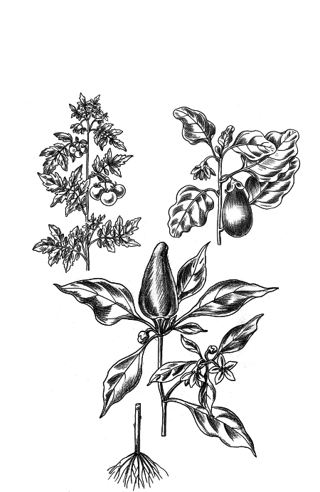 Иллюстрированная энциклопедия огородника для новичков - i_001.png