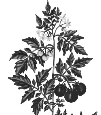 Иллюстрированная энциклопедия огородника для новичков - i_002.jpg