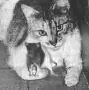 Трагическое послание древних - any2fbimgloader217.jpeg