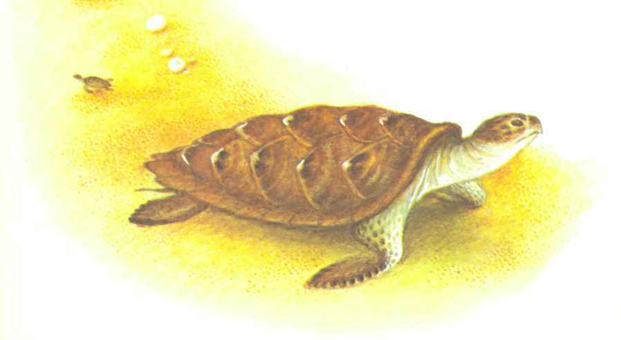 Бережок. Стихи и рассказы - i_007.jpg